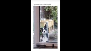 Funny Dogs 8