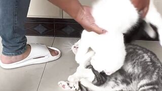 Cute little kitten videos 3