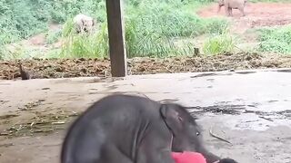 Watch the  kids Elephant playing with a human
