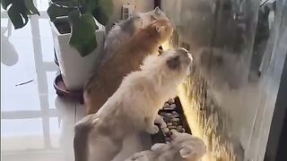 Cats looking for water