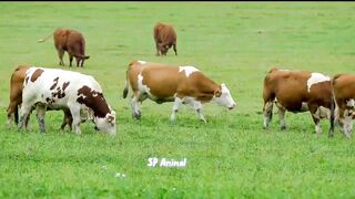 cow sounds - cow sound