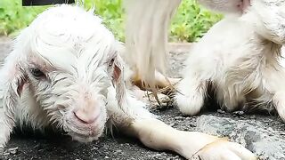 Cute goat baby