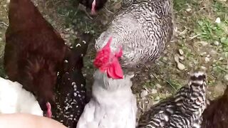 Chicken 20