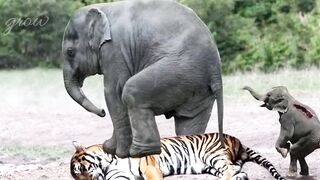 Look at the cheetah's fear of the elephant