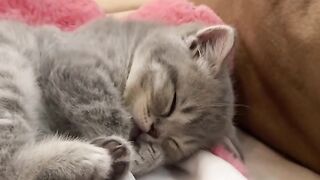النوم هوايتهم المفضلة:حقائق غريبة عن القطط