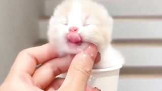 Cute little kitten videos 5