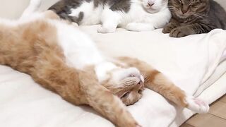 Watch these cute cats