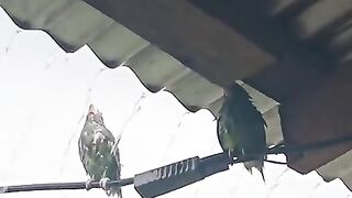 See how birds drink