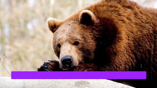 Unbearably Interesting: Fascinating Facts About Bears