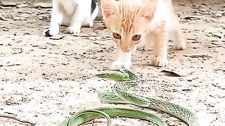 猫????vsヘビ????(480p).