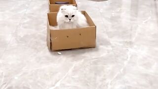 Cat Playing 2