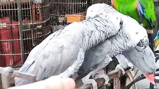 Funny and animals video hd 7