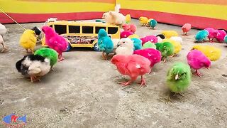 Hilarious Murgi hen baby Chicks Vs mini Bus video !!