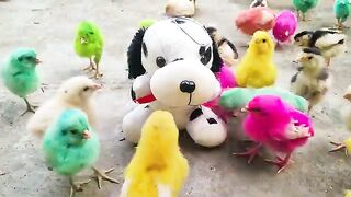Lovely Hen baby Chicks, silly chicks chirping, Swimming murgi chicks, Comic Gallina rainbow chicken