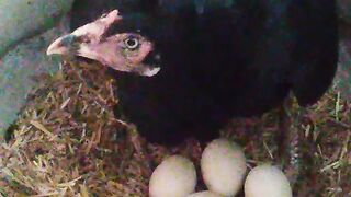 Black hen apny Eggs per bathi hoi????#Trending️ #febspot #
