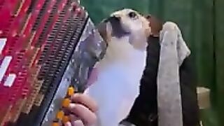Look how incredible this dog is singing to the accordion!
