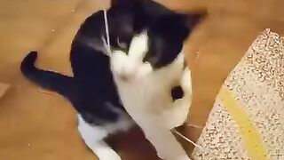 This is the most playful kitten you'll see today!
