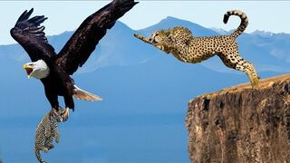 Eagle Kidnaps Leopard Cubs Right In Front Of Mother Leopard, This Is What Happened...