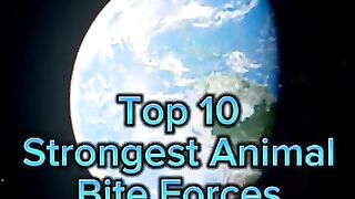 Top10 strongest bite forces in the world #top10