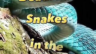 TOP 10 MST DEADLISTSNAKES IN THE WORLD #TOP 10