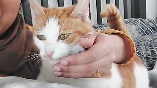 This video Enjoy with cat ????