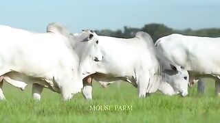 How Farmers Raise And Transport Millions Of Giant Cows - Farming Giant Cows Livestock