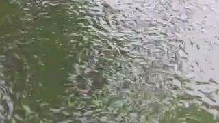 Segmen PENDEDERAN ikan lele