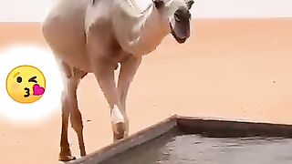 Camel drinking water