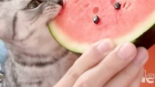 Cat Funny Moments Compilation - Non-Stop Laughter Guaranteed!"