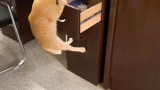 Funny cat visiting Board