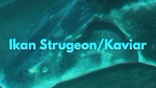 Ikan Sturgeon Ikan Termahal Sedunia