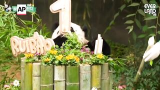 Party time as South Korea's beloved giant panda twin cubs celebrate their first birthday.