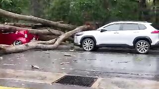 Pokok tumbang Malaysia