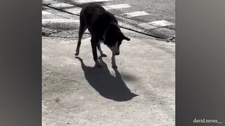 Don't try to hold back Laughter ???? Best Funniest Animals Video 2024