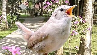 Bird cantando