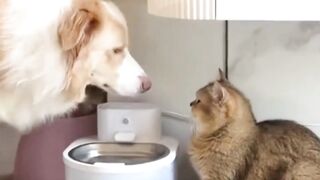 Cute funny cat & Dog????????????