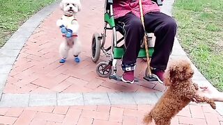 cat and dog funny video 2