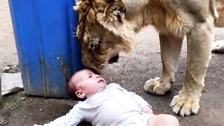 Lion fun with baby