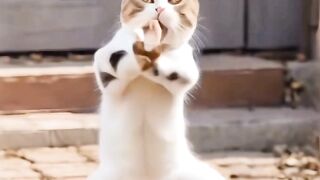 Funny cat dance 4