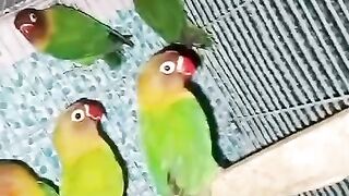 Lovely Birds 4