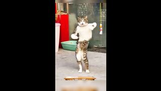 Funny Cat