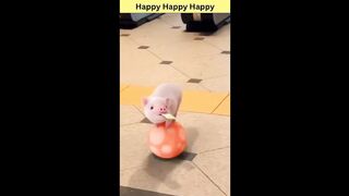 Funny Pig