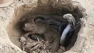 Fight between cobra and mongoose