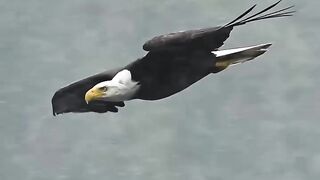 Eagle Snatching Fish for Food