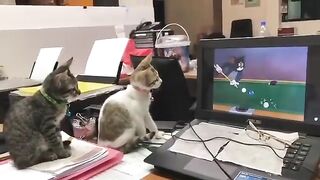 Amazing Video of Two Cats Watching Tom & Jerry