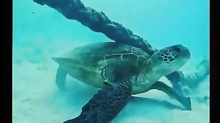 Turtle_Itch_Chronicles__Shell_Scratching_Shenanigans___animalshorts(360P)[1].