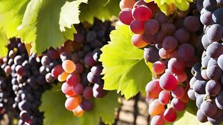 Spain's Grape Festival Celebrations Tasting, Music and Traditional Dance