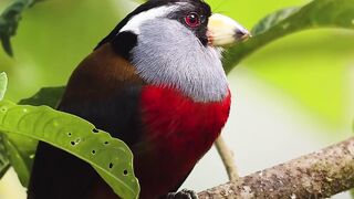 Toucan Barbet ????_Uma ave icônica das florestas nubladas do noroeste wildlife