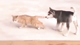 Dog vs Cat 2