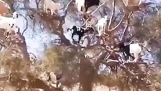 Crazy goats 2